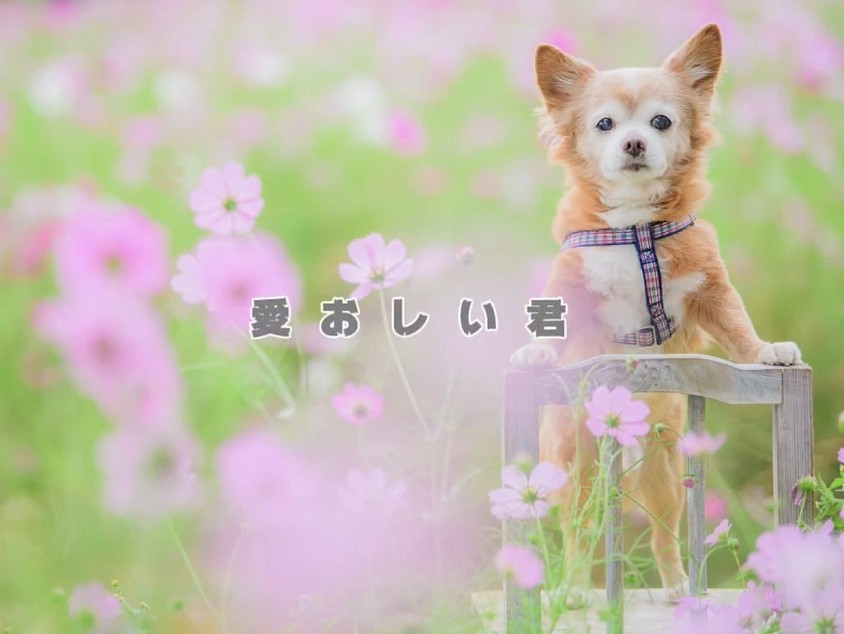くめみぃ❤︎ MV『愛おしい君』本日１９時公開！！